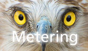 Eagle eyes - Metering